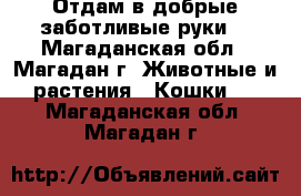 Отдам в добрые заботливые руки  - Магаданская обл., Магадан г. Животные и растения » Кошки   . Магаданская обл.,Магадан г.